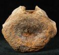 Edmontosaurus (Hadrosaur) Caudal Vertebrae - Montana #12681-3